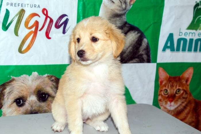 Angra abre inscrições para castração gratuita de cães e gatos