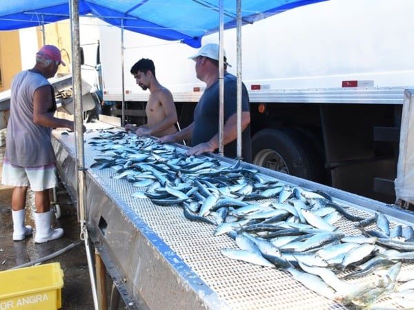 Angra lidera pesca de sardinha com 23 mil toneladas