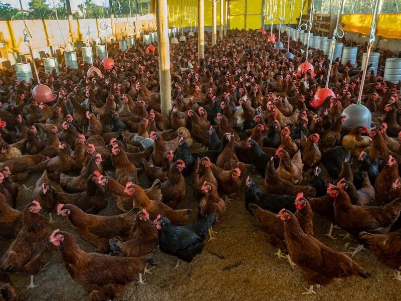 China restringe importação de frango apenas de Santa Catarina