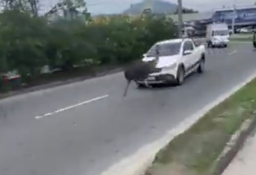 Emu de 2 metros é resgatado após correr em avenida no Rio