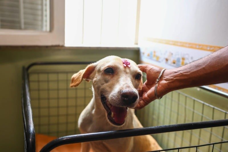 Barra do Piraí oferece exames gratuitos para prevenir câncer de mama em pets