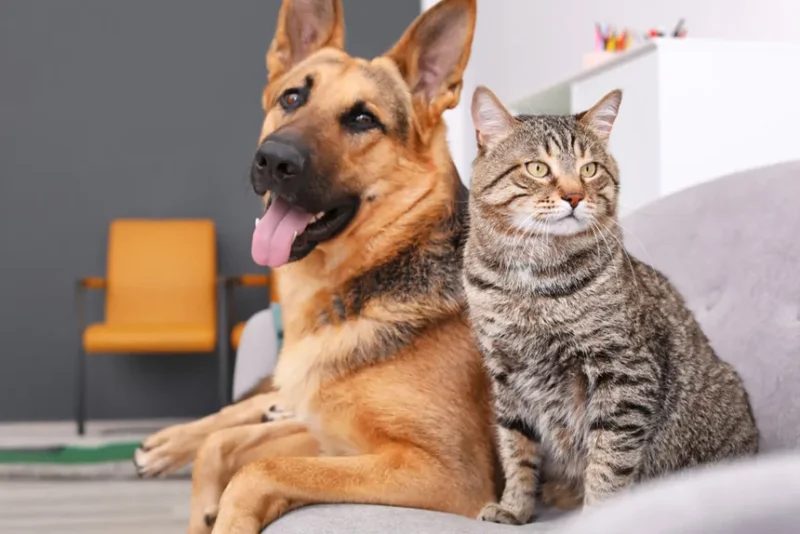 Barra do Piraí realiza campanha de adoção de cães e gatos nesta quarta-feira