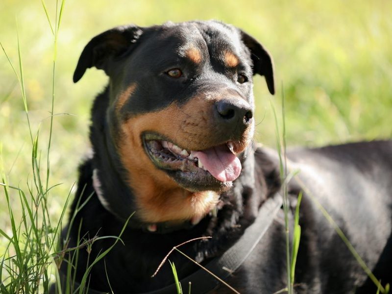 Por que cachorros grandes envelhecem mais rápido? Estudo revela