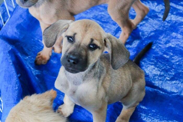 Campanha de adoção encontra lar para 12 animais em Barra do Piraí