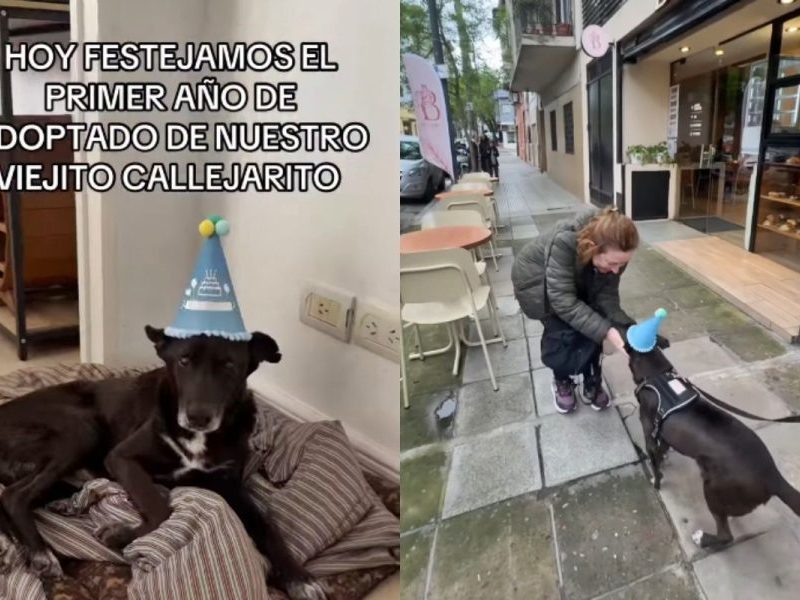 Cão idoso resgatado ganha festa para comemorar um ano de chegada à família
