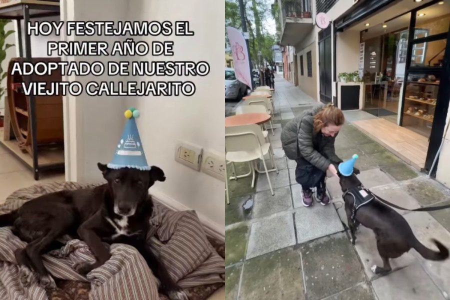 Cão idoso resgatado ganha festa para comemorar um ano de chegada à família