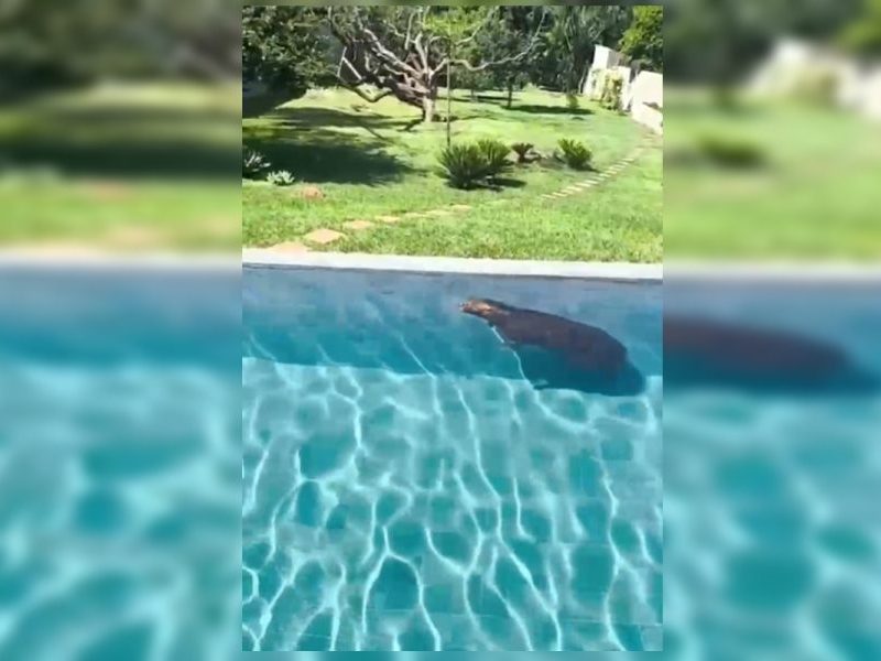 Capivara é resgatada após invadir piscina de casa no Lago Sul