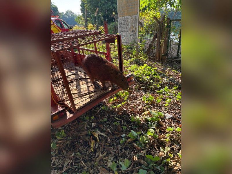 Capivara invade hospital em Goiás e mobiliza Corpo de Bombeiros