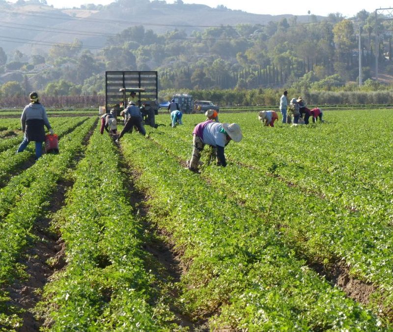 Desafios na defesa agropecuária ameaçam exportações do Brasil