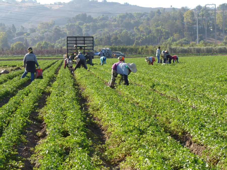 Defesa agropecuária: proteção de um setor capaz de alimentar o mundo todo