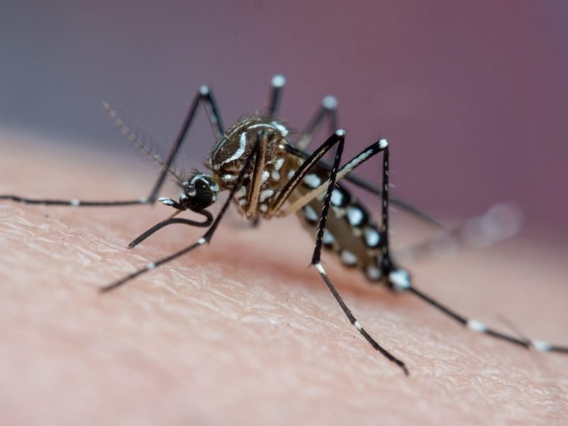 Dengue: 80% dos focos estão dentro de casa; veja como prevenir