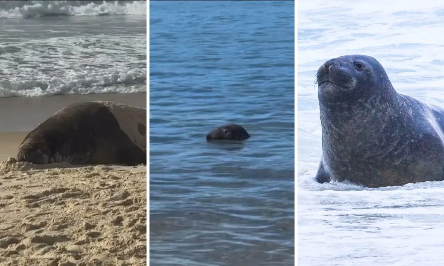 Elefante-marinho no RJ: animal aparece em Niterói e Copacabana