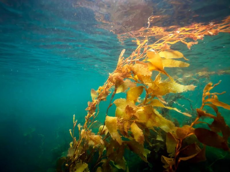Expedição científica estuda algas da costa brasileira à Antártica