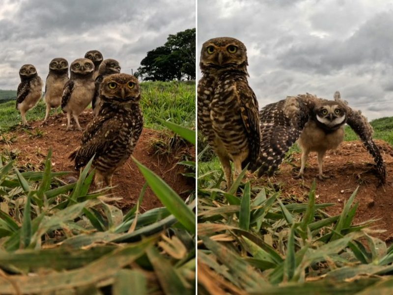 Família de corujas curiosas olham para câmera e encantam fotógrafo em Minas
