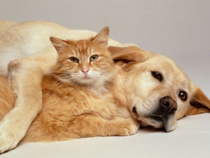 Feira de adoção de cães e gatos em Contagem: veja como participar