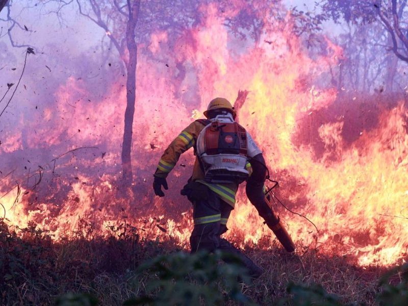 GDF proíbe fogo em vegetação para evitar incêndios florestais