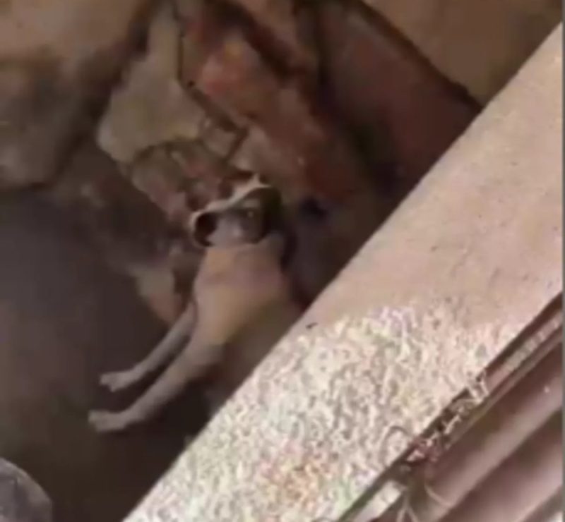 Homem é preso em Barra Mansa por maus-tratos contra animais