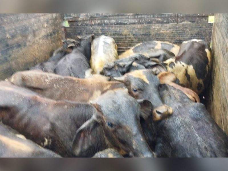 Homem é preso transportando 21 bois furtados em caminhão em MG