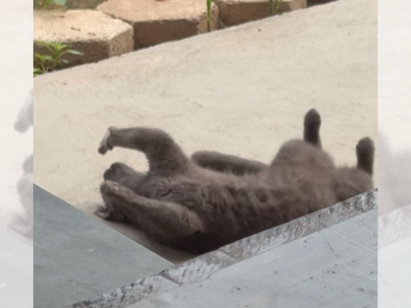 Instinto caçador? Que nada! Gato ignora passarinho e faz charme para tutora