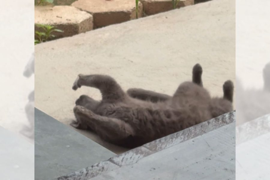 Instinto caçador? Que nada! Gato ignora passarinho e faz charme para tutora