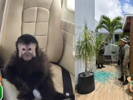 Macaco-prego morre após invadir casas de luxo em Salvador