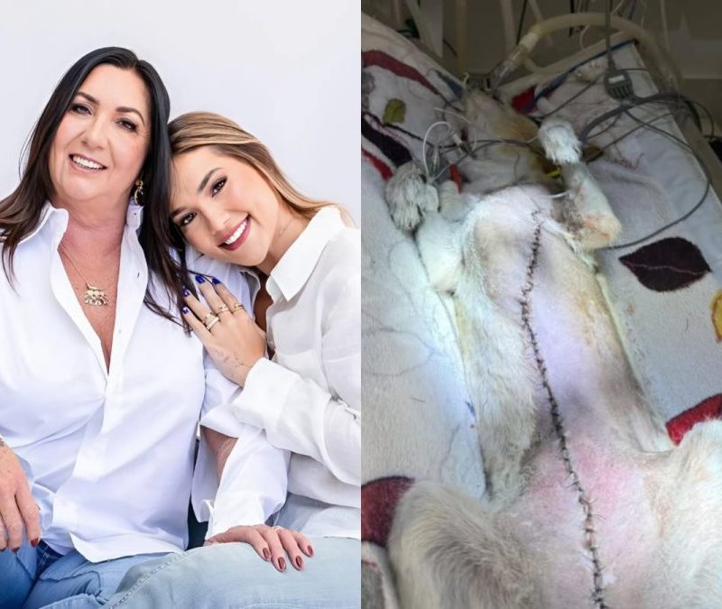 Morre Joly, pet de Virginia Fonseca e Margareth Serrão, aos 16 anos