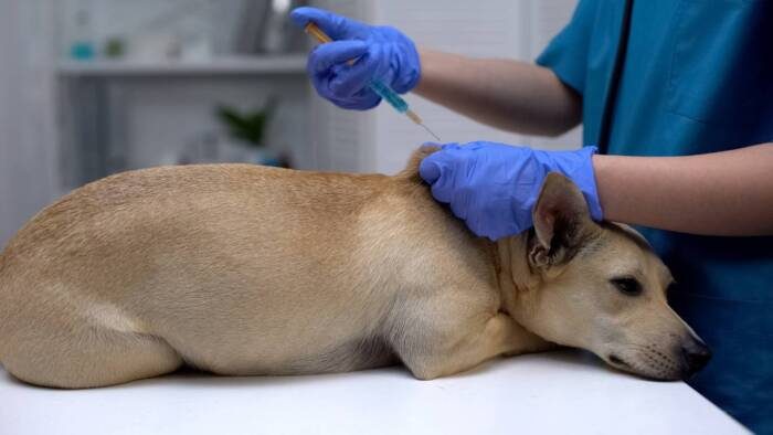 Penedo promove vacinação antirrábica para pets neste sábado (24)