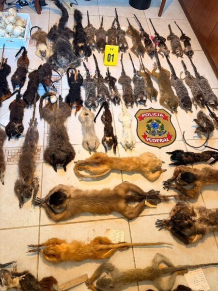 PF prende suspeitos de tráfico internacional de ovos de aves silvestres