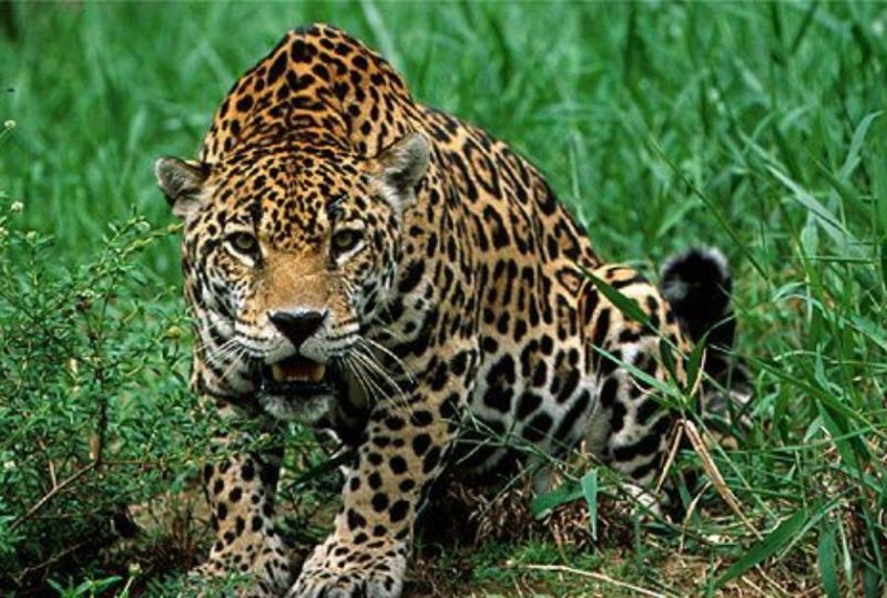 Biodiversidade global cai 73% em 52 anos; entenda o cenário