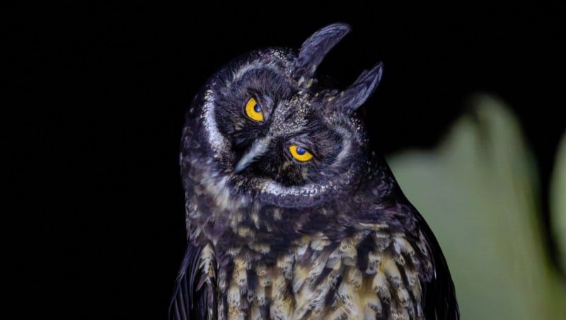 Rio Claro promove eventos de observação de aves e fauna noturna