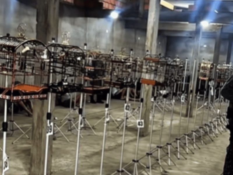 Operação contra torneio ilegal de aves termina com prisão e feridos
