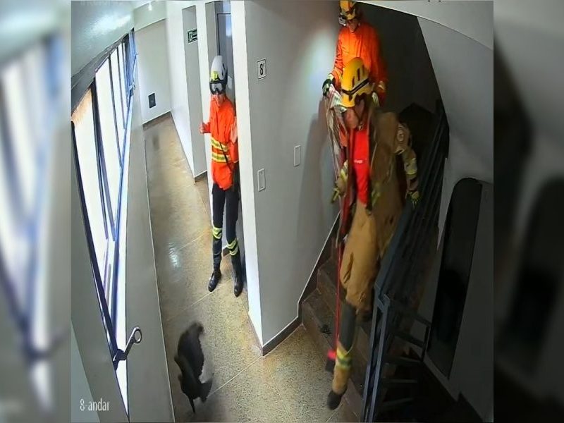 Urubu invade prédio, dá susto em moradores e é resgatado por bombeiros