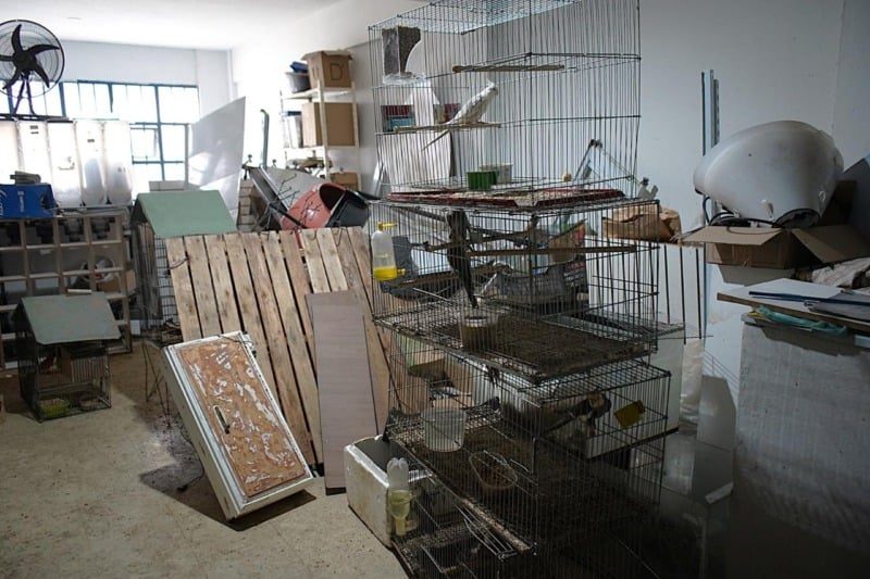 Volta Redonda resgata 309 animais em operação contra maus-tratos