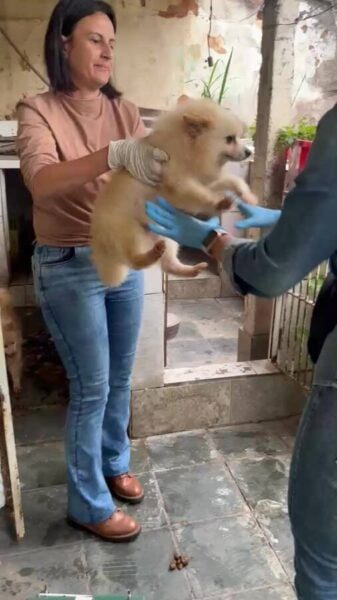 Volta Redonda resgata 13 cães mantidos em canil clandestino no bairro 249